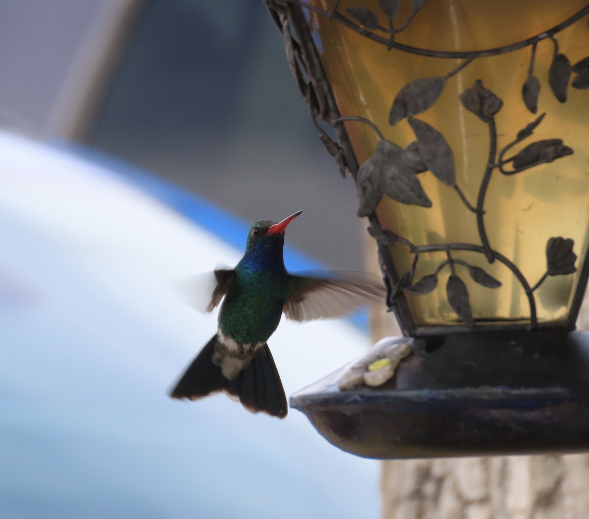 Broad-billed Hummingbird - ML147680631