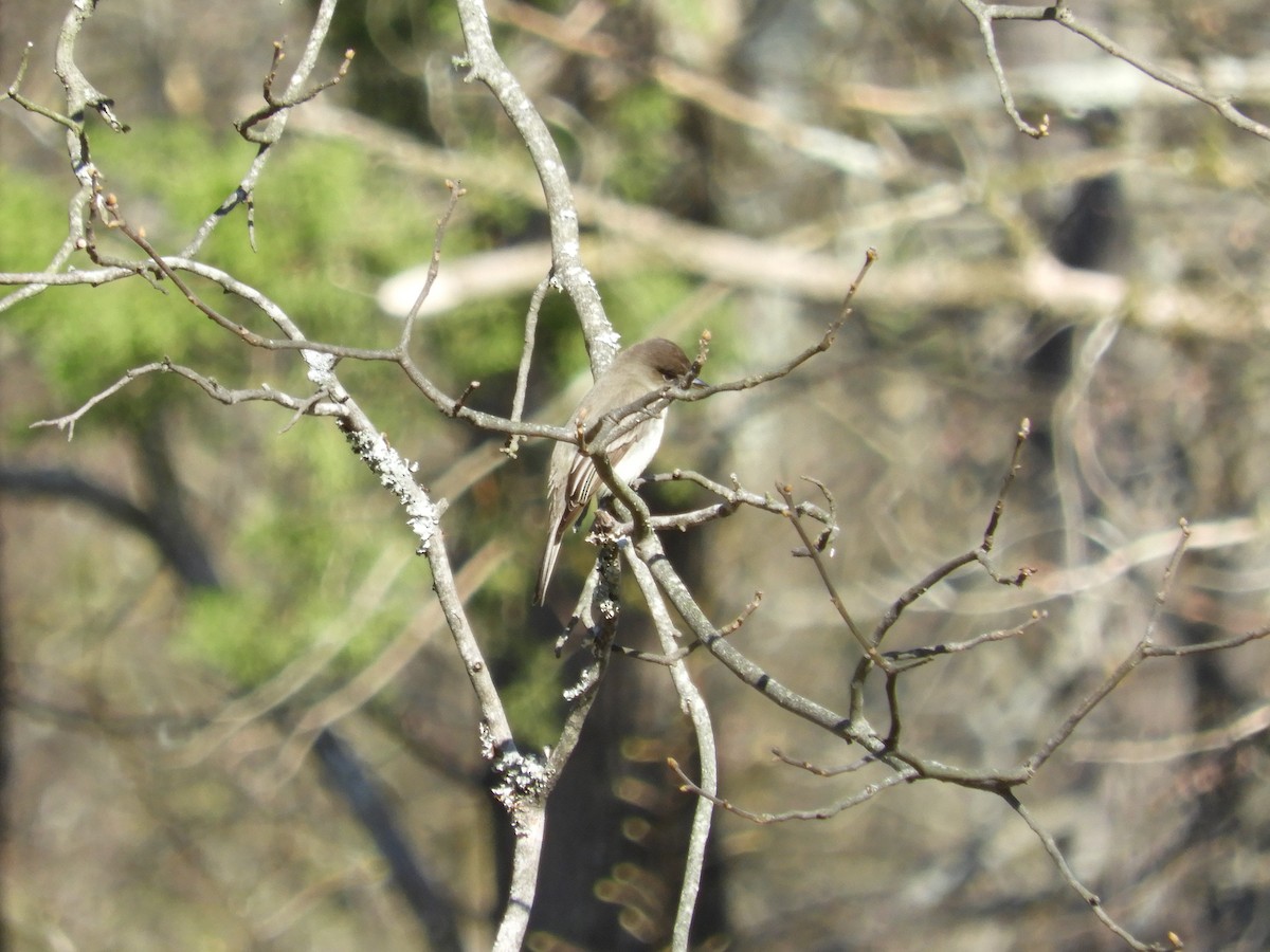 Eastern Phoebe - ML147681191