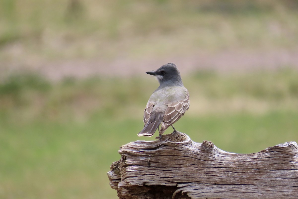 Cassin's Kingbird - Carol Comeau