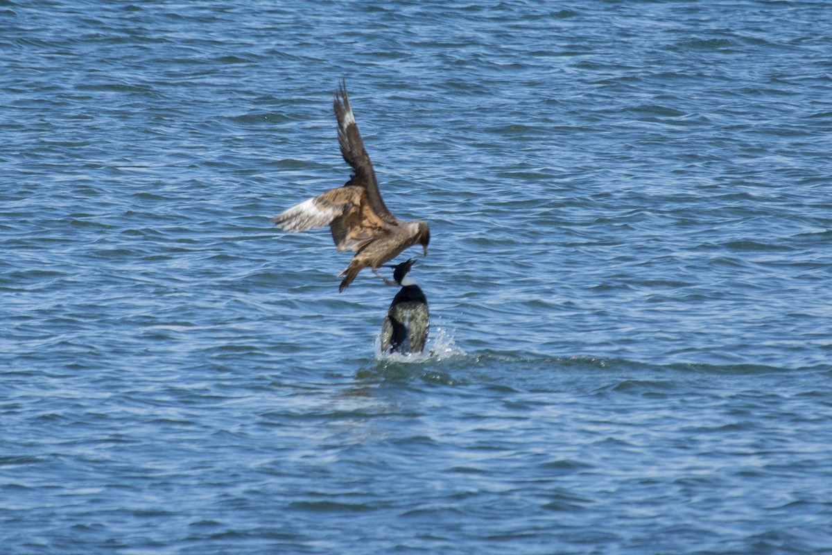 Chilean Skua - ML147683831