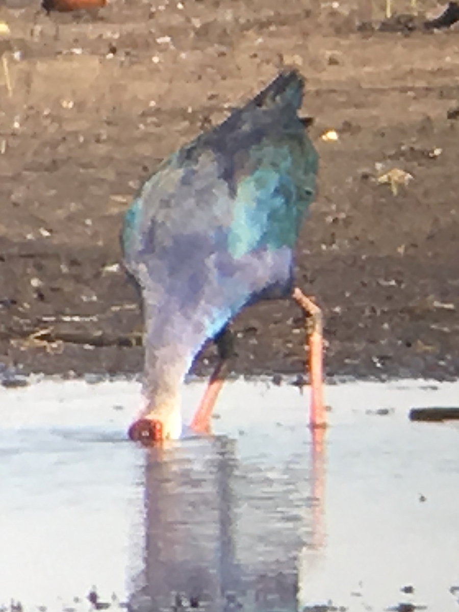 Gray-headed Swamphen - ML147683861