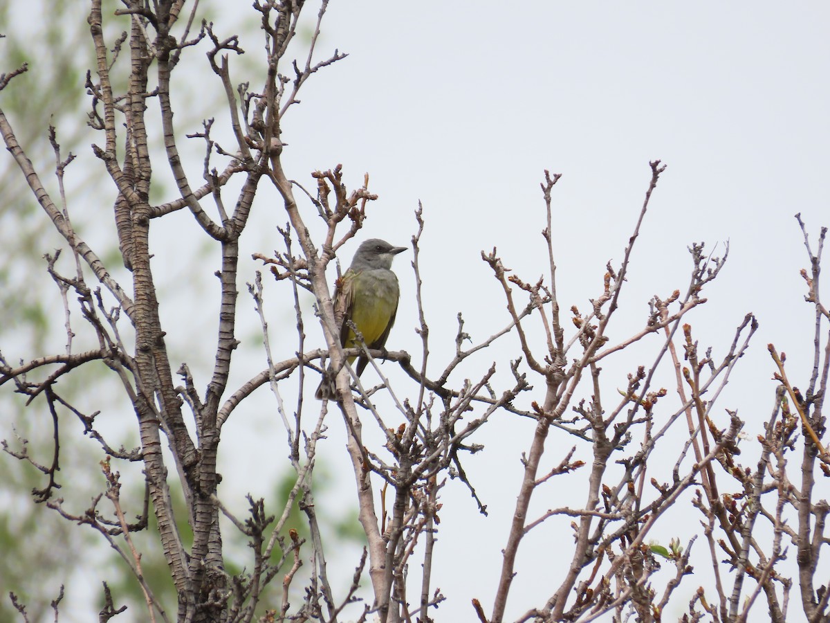 Cassin's Kingbird - ML147683971