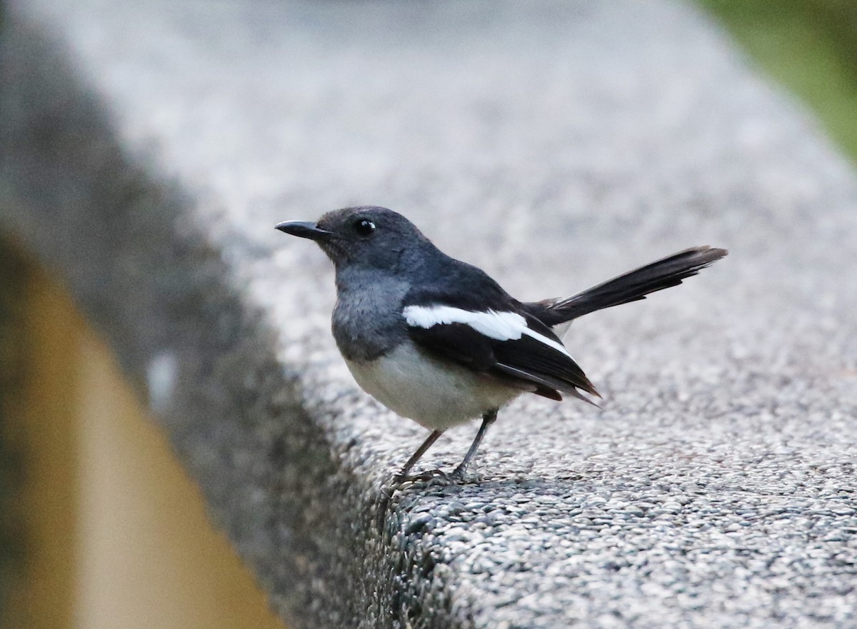 Philippine Magpie-Robin - Tom Benson