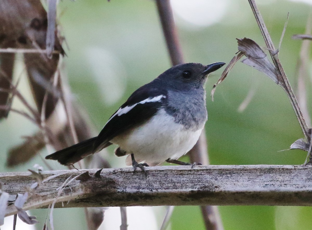 Philippine Magpie-Robin - ML147683991