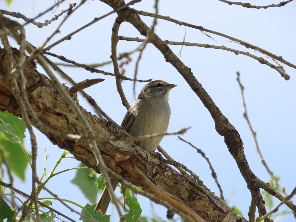 Chipping Sparrow - Carol Comeau