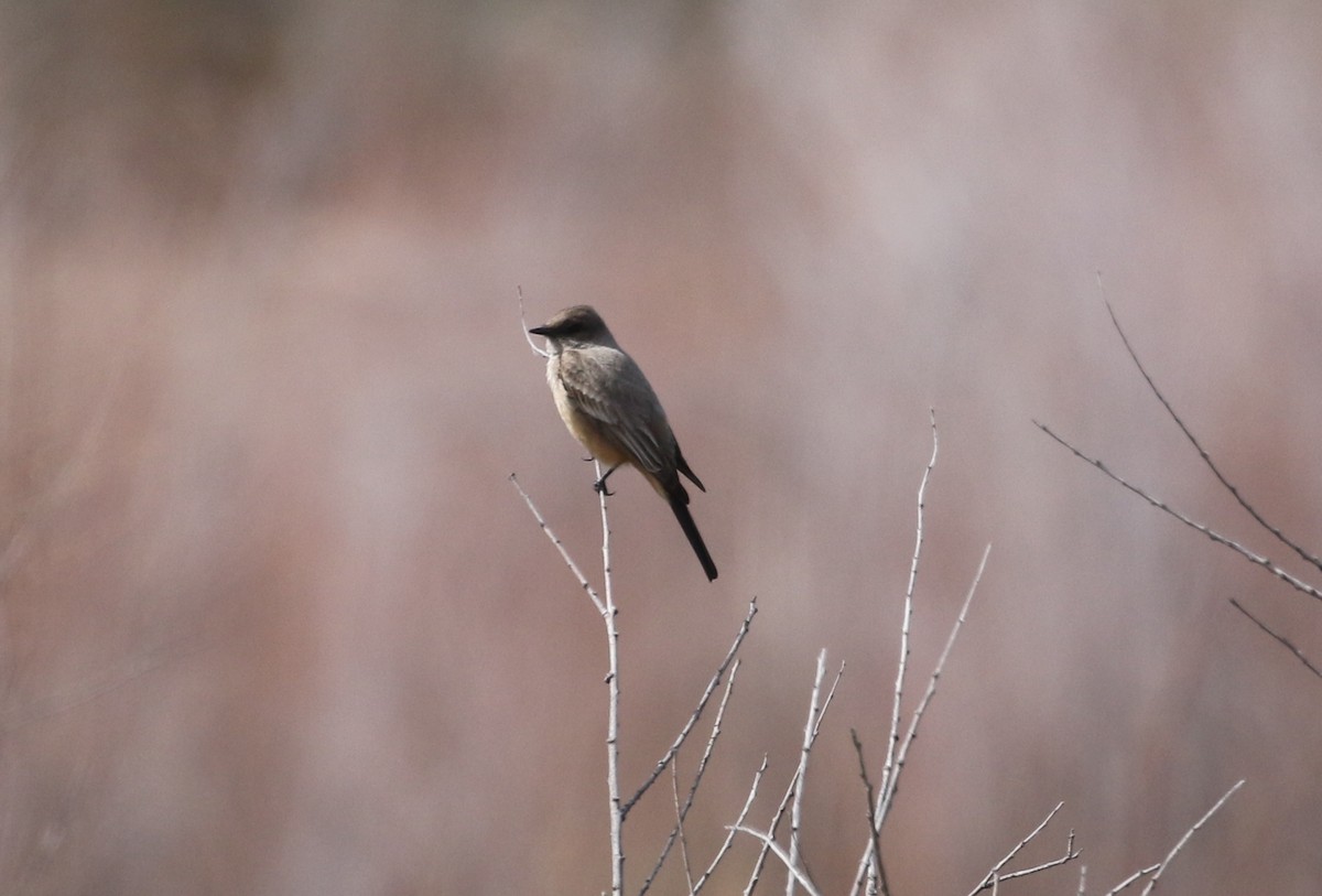 Say's Phoebe - ML147686051
