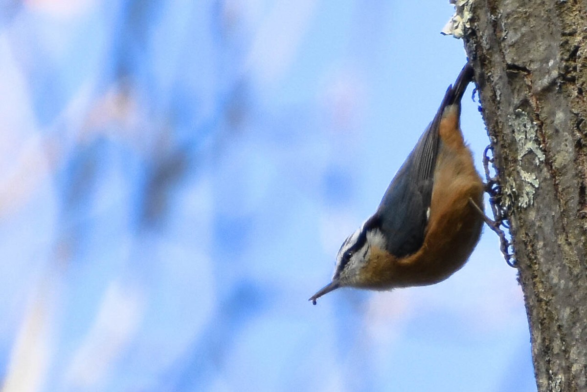 Red-breasted Nuthatch - ML147687371