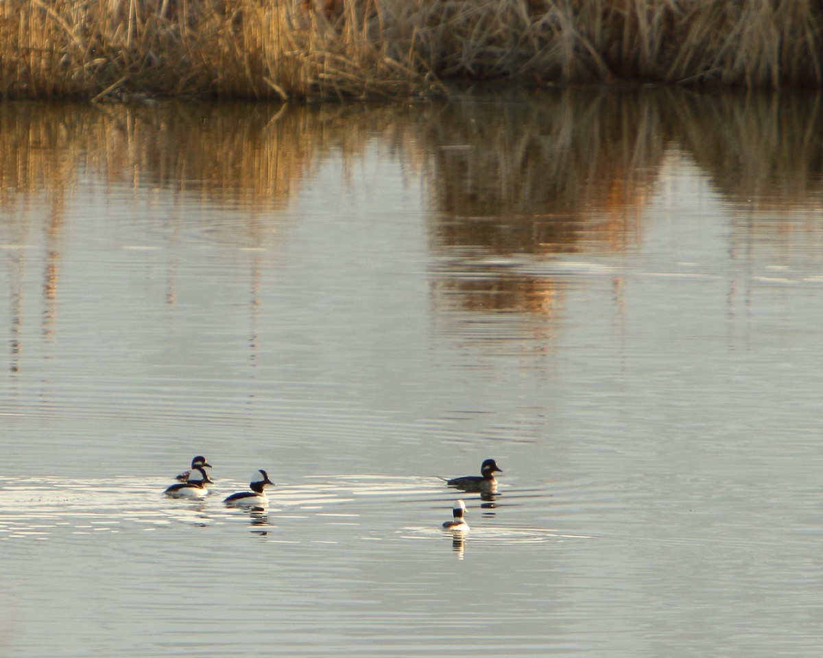 Bufflehead - ML147692471