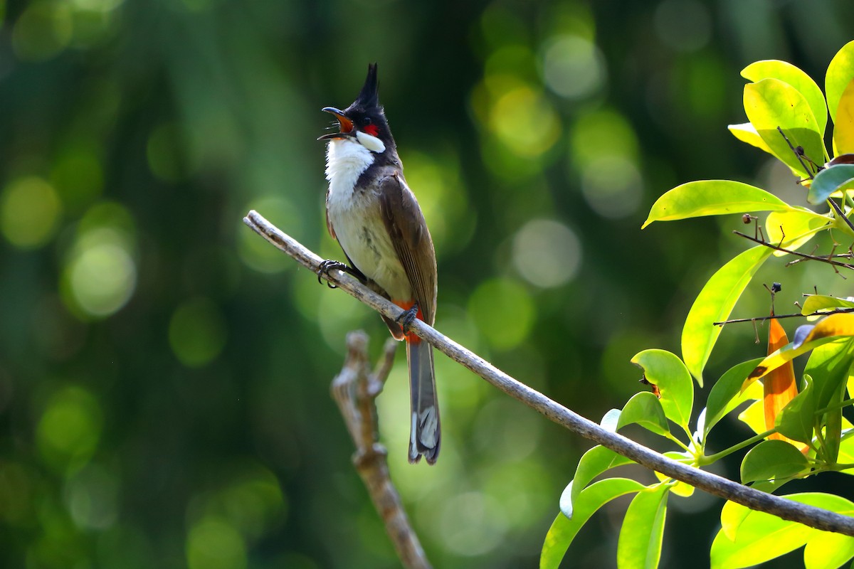 Red-whiskered Bulbul - ML147692841