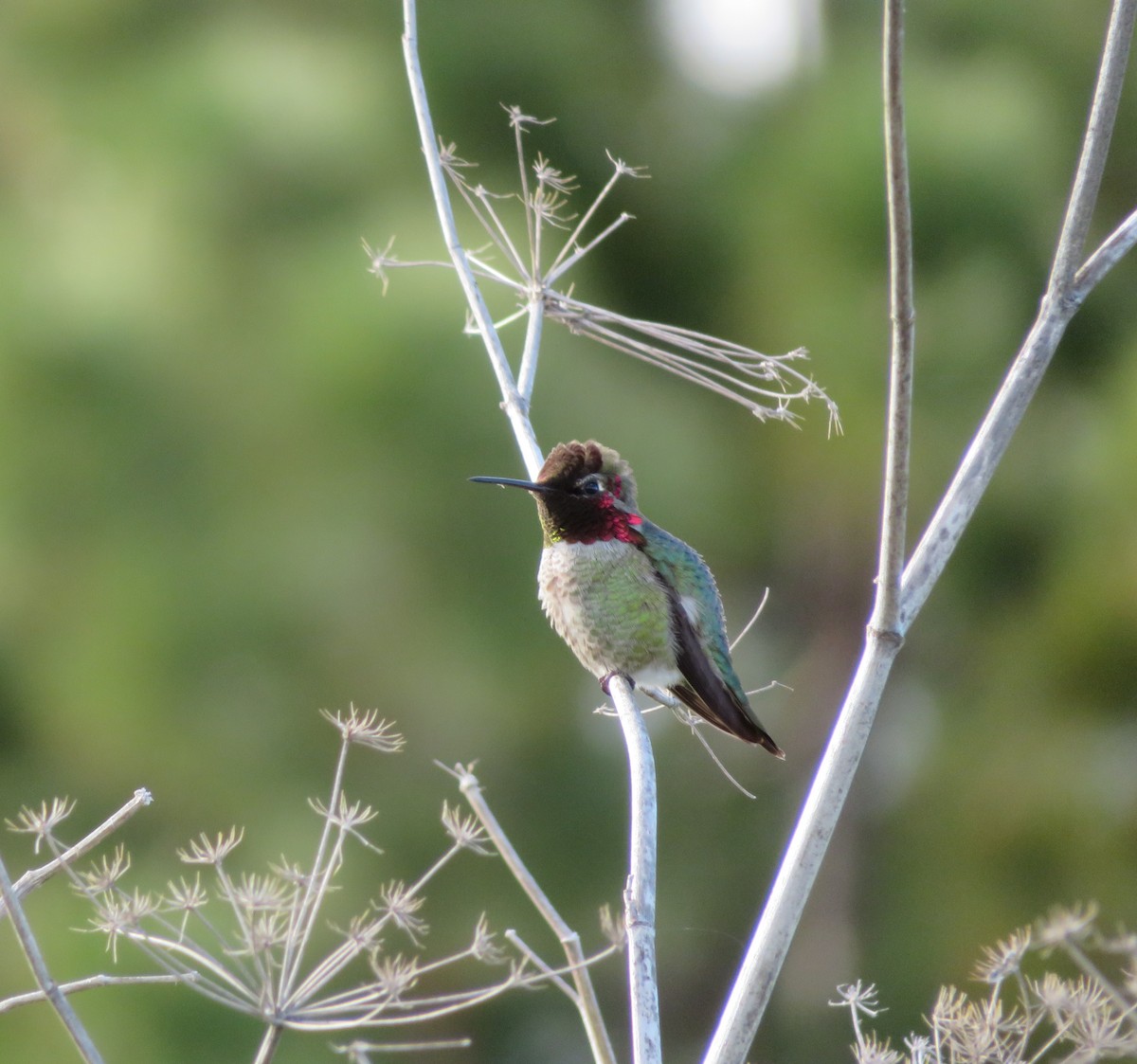 Anna's Hummingbird - Anonymous