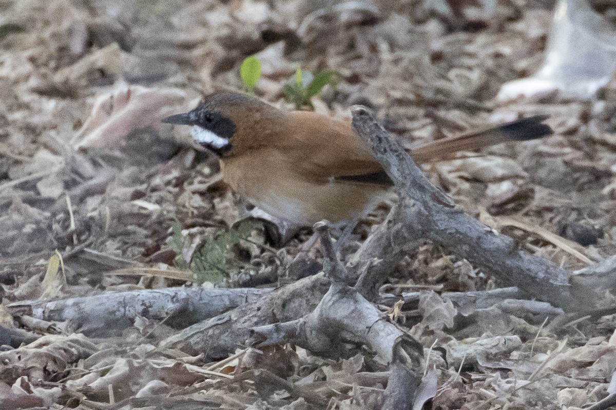 White-whiskered Spinetail - ML147694321