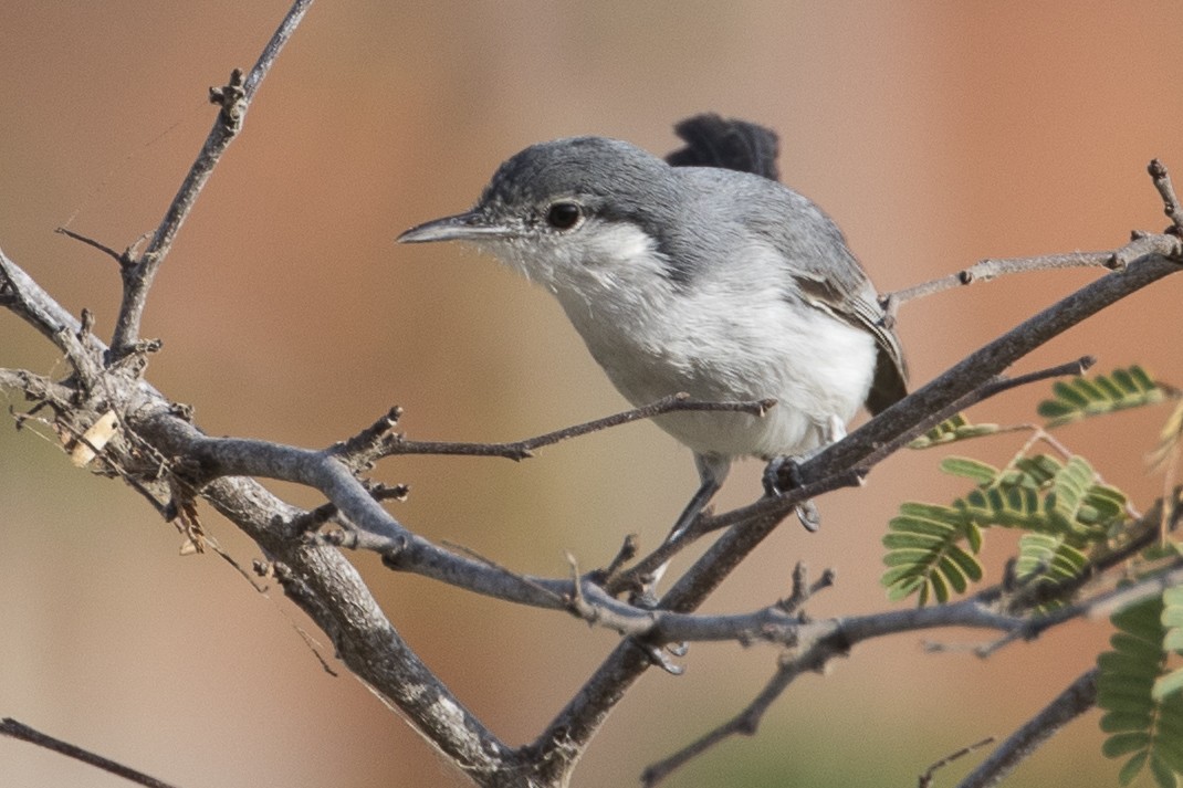 Tropical Gnatcatcher - ML147694691