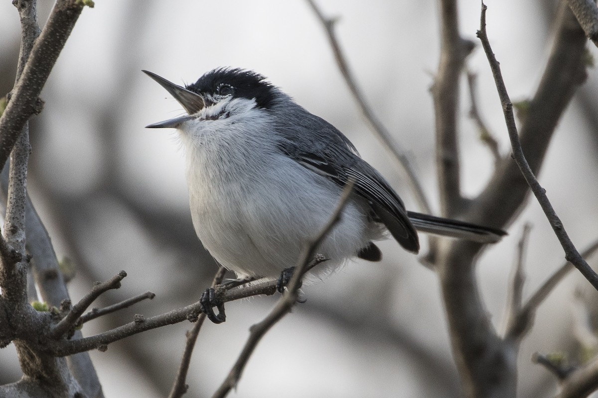 Tropical Gnatcatcher - ML147694711