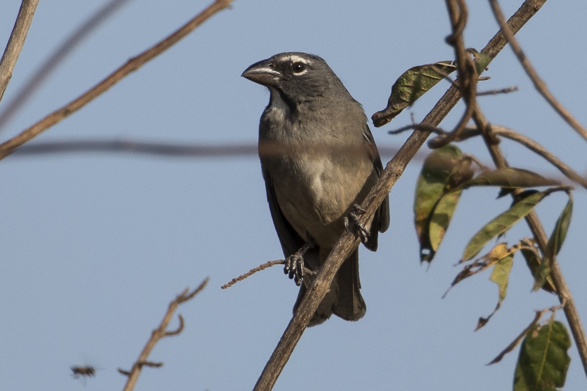 Olive-gray Saltator - Robert Lockett