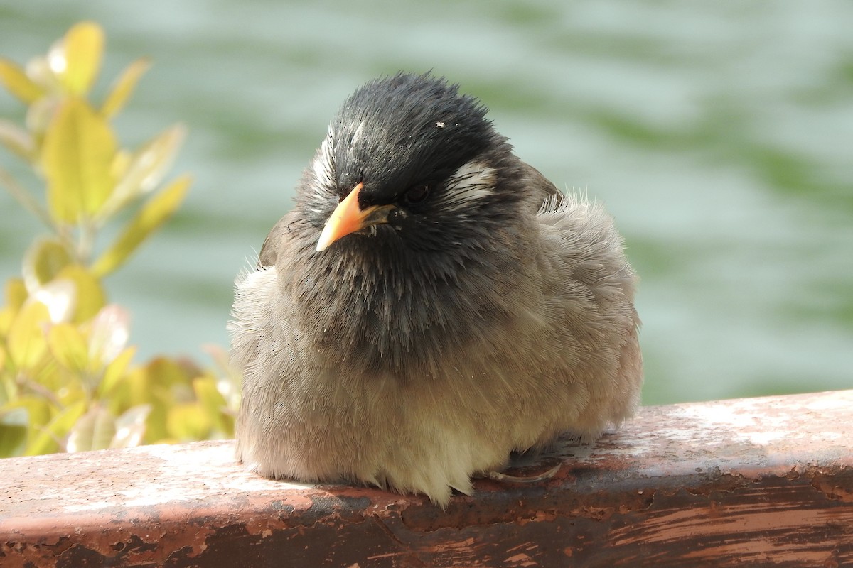 White-cheeked Starling - Noam Markus