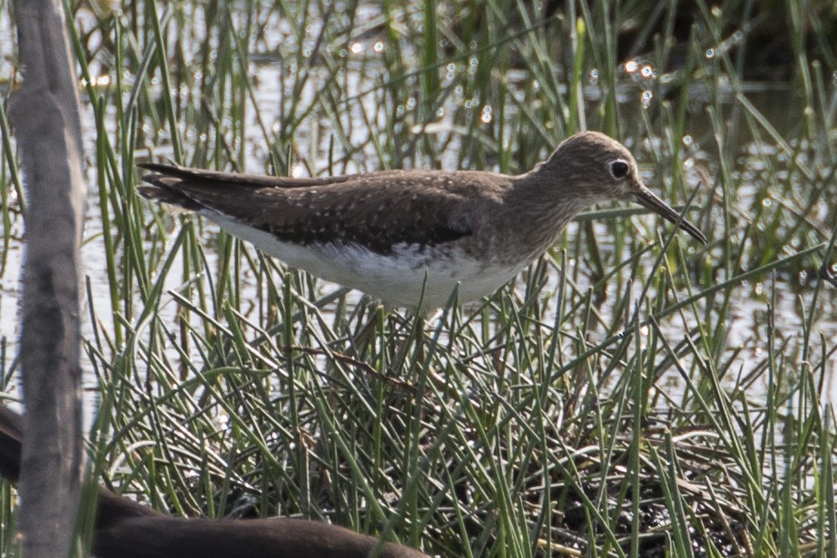 Solitary Sandpiper - ML147695591