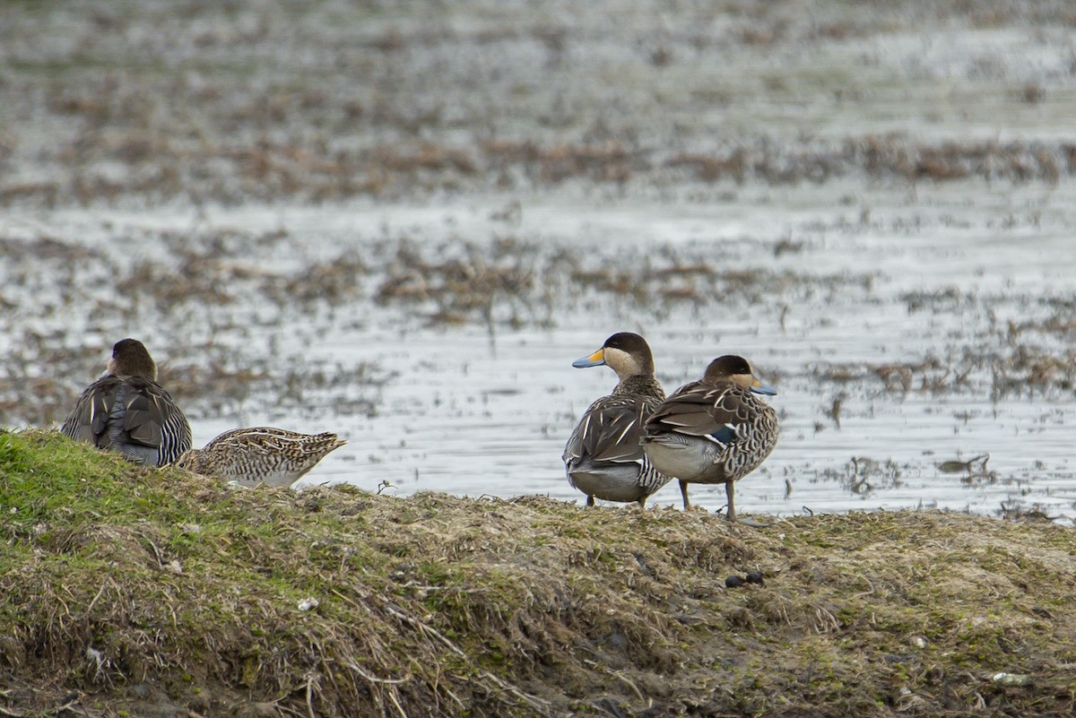 Silver Teal - ML147695751