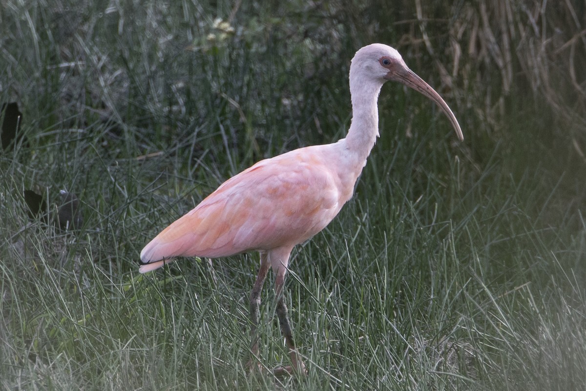 ibis rudý - ML147695771
