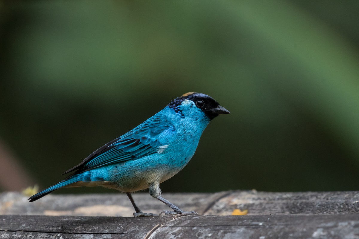 Golden-naped Tanager - Blair Dudeck