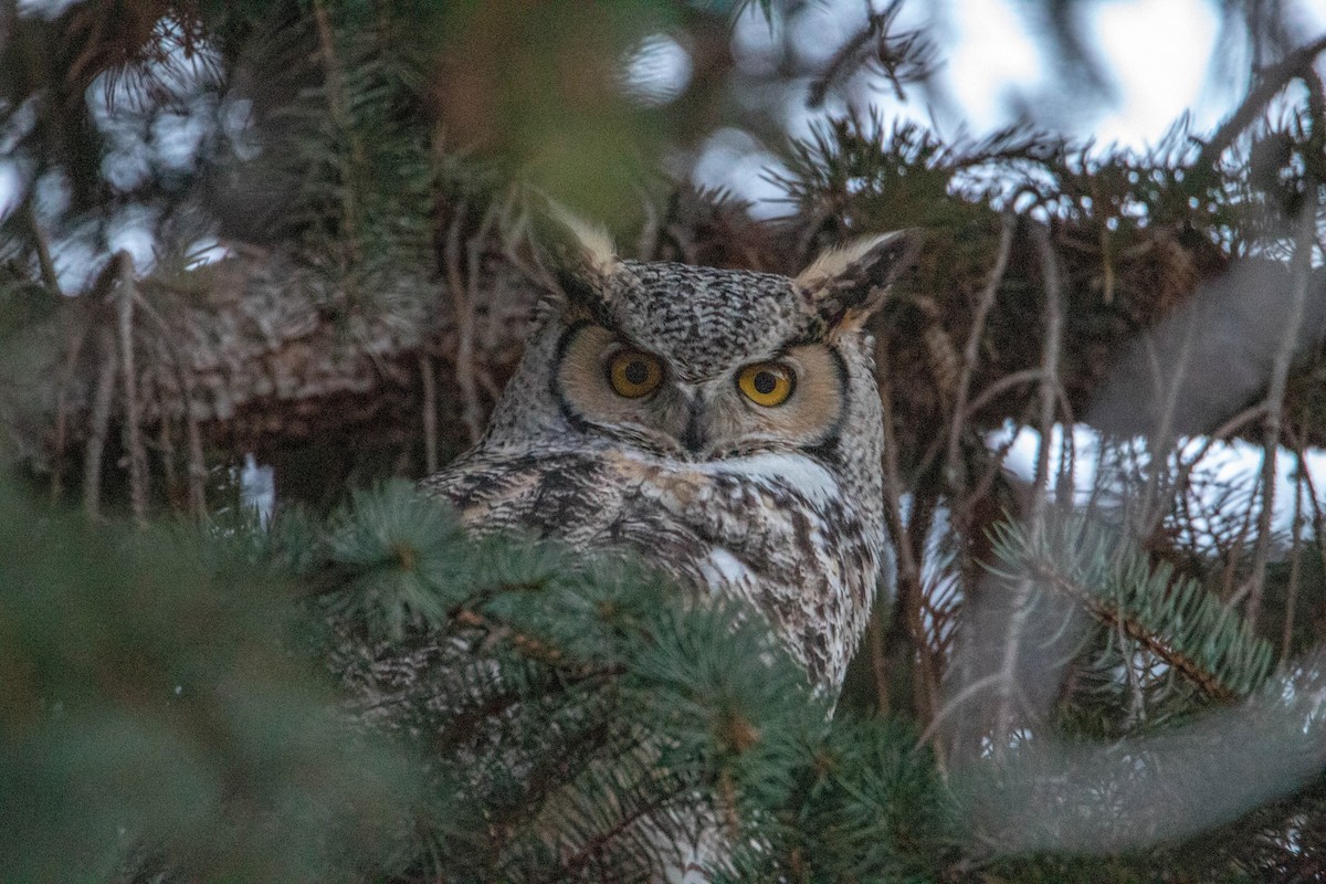 Great Horned Owl - ML147699481