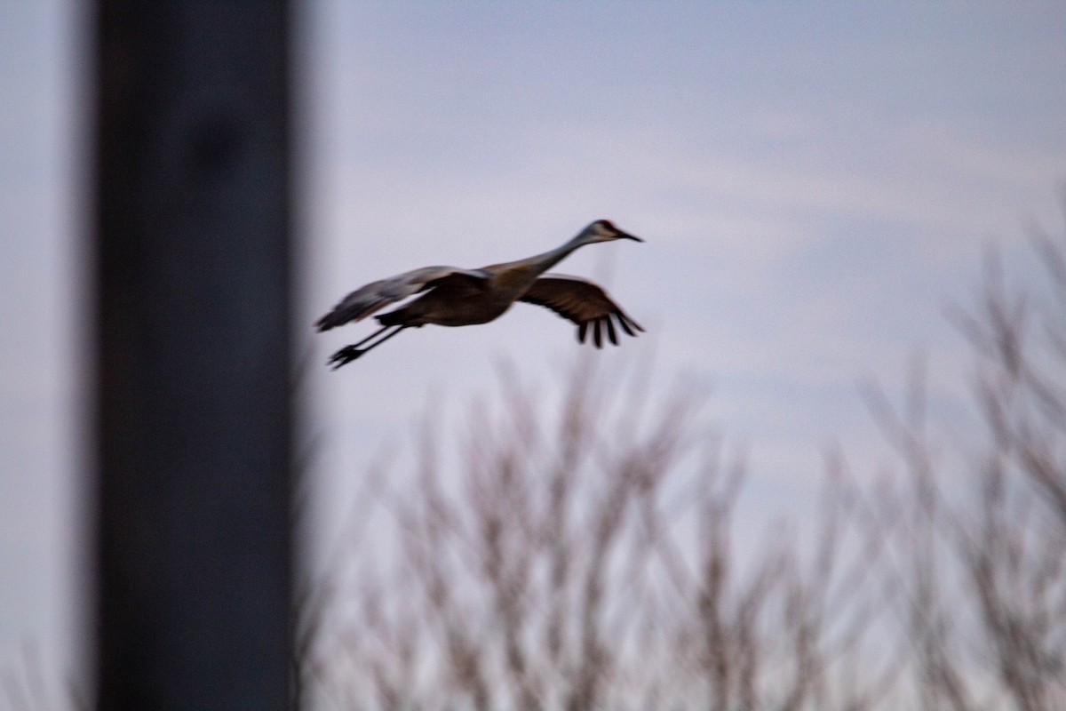 Sandhill Crane - ML147699541