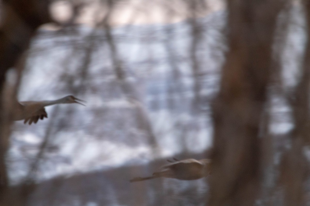 Sandhill Crane - ML147699551