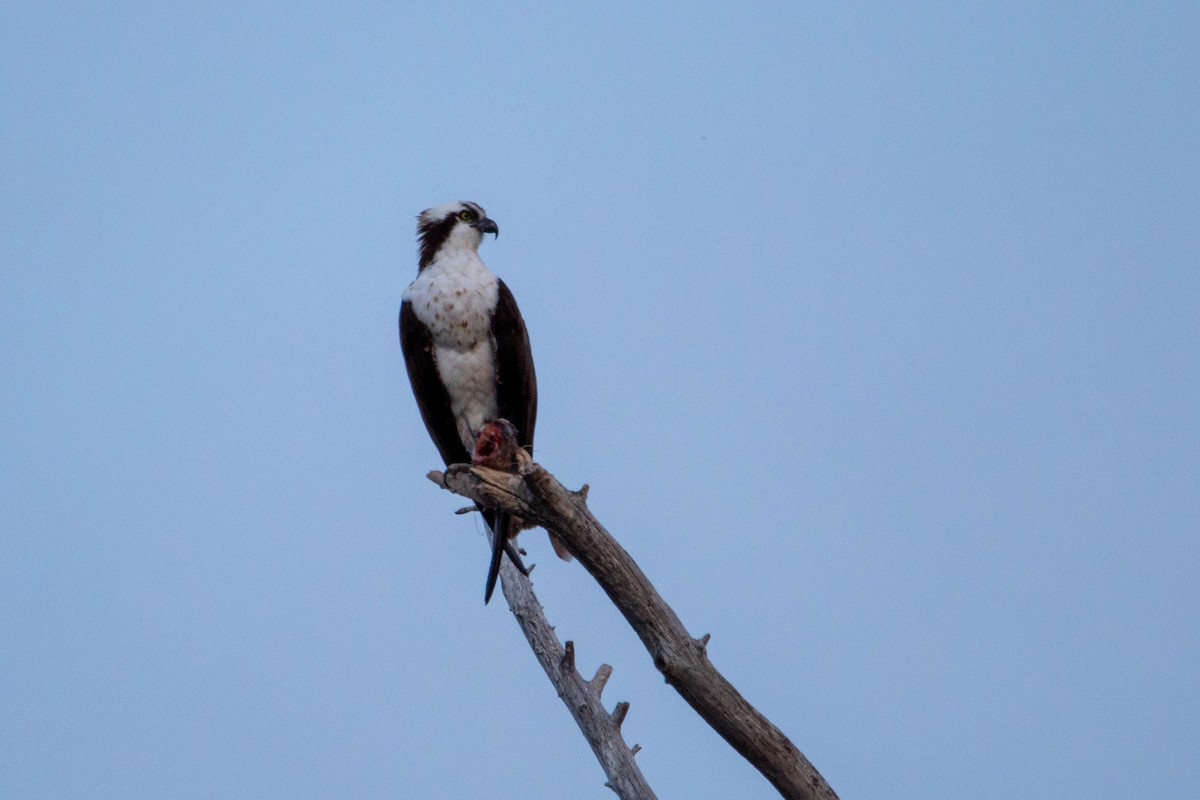 Osprey - ML147699621