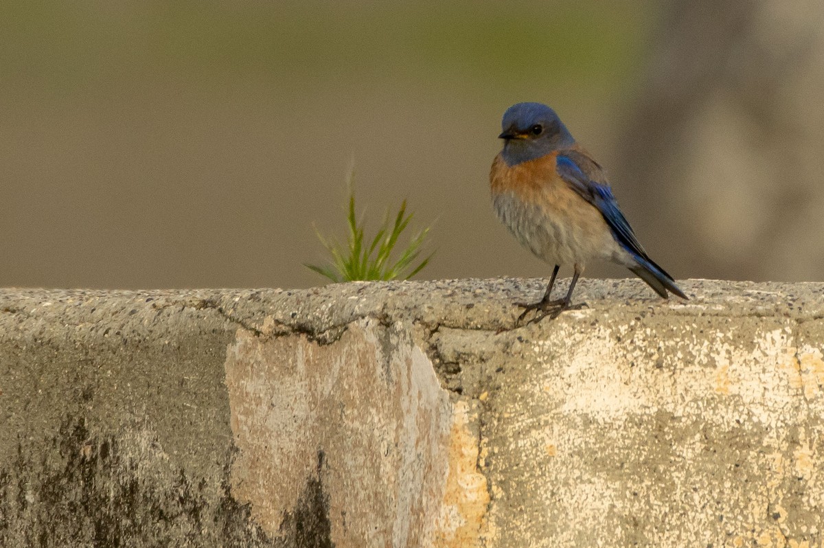 Western Bluebird - Phil Kahler