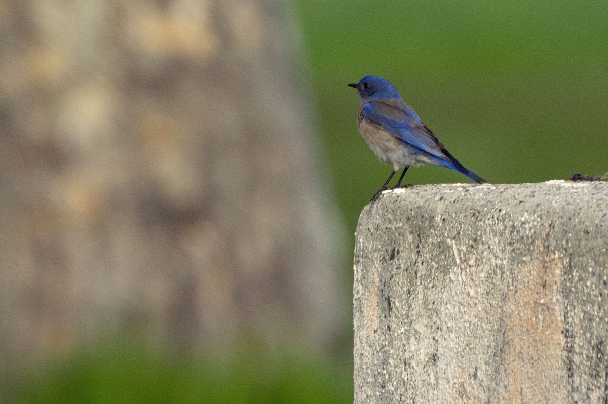 Western Bluebird - Phil Kahler