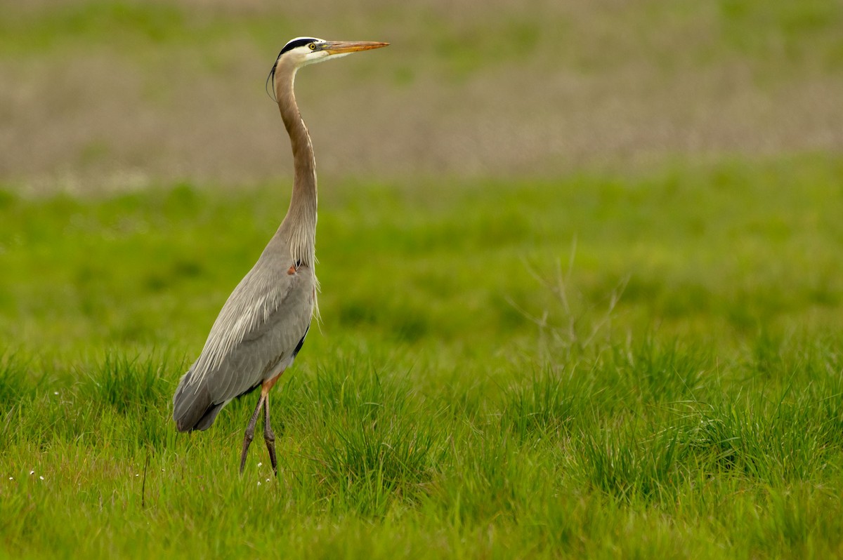 Great Blue Heron - ML147700171