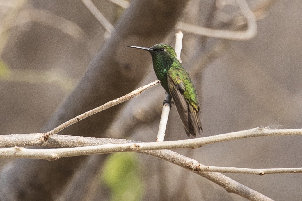 Red-billed Emerald - ML147701481