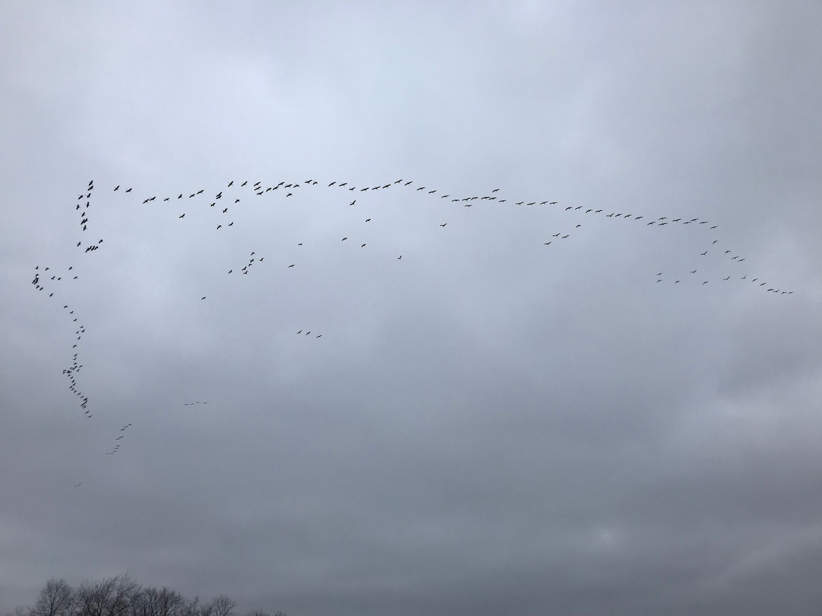Grulla Canadiense - ML147701881