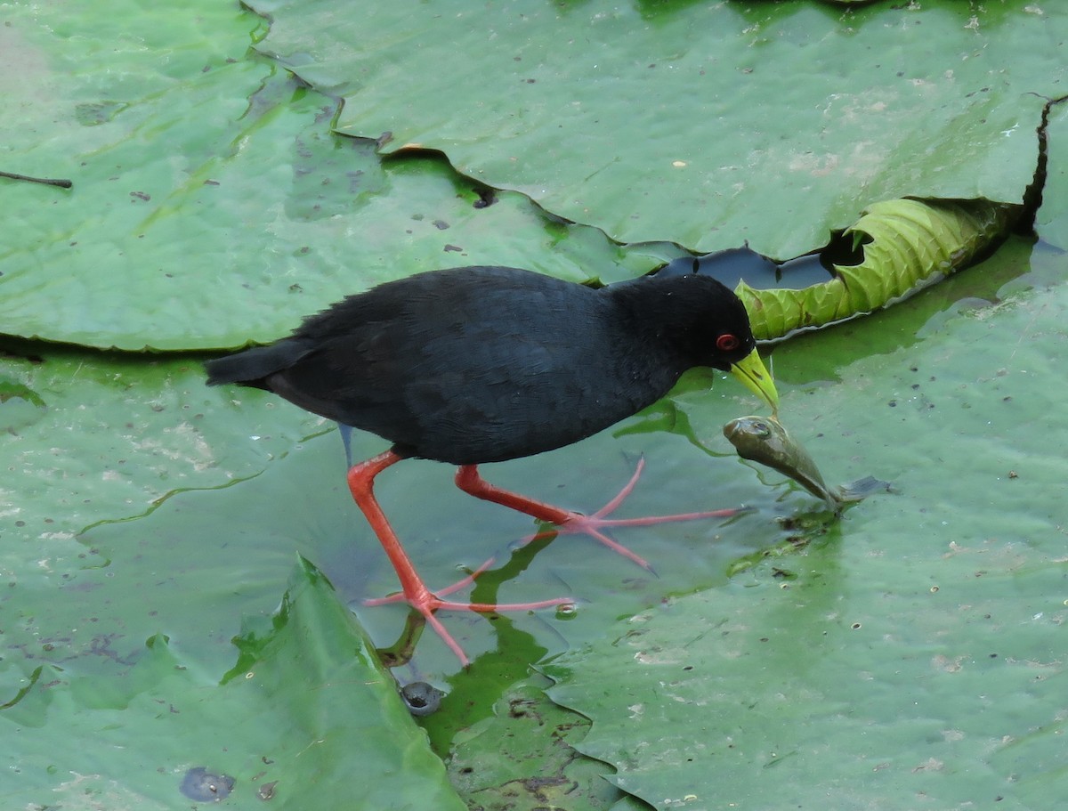 Black Crake - Becky Turley