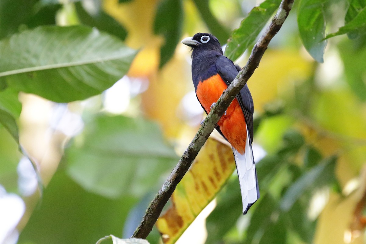 Baird's Trogon - Cameron Eckert