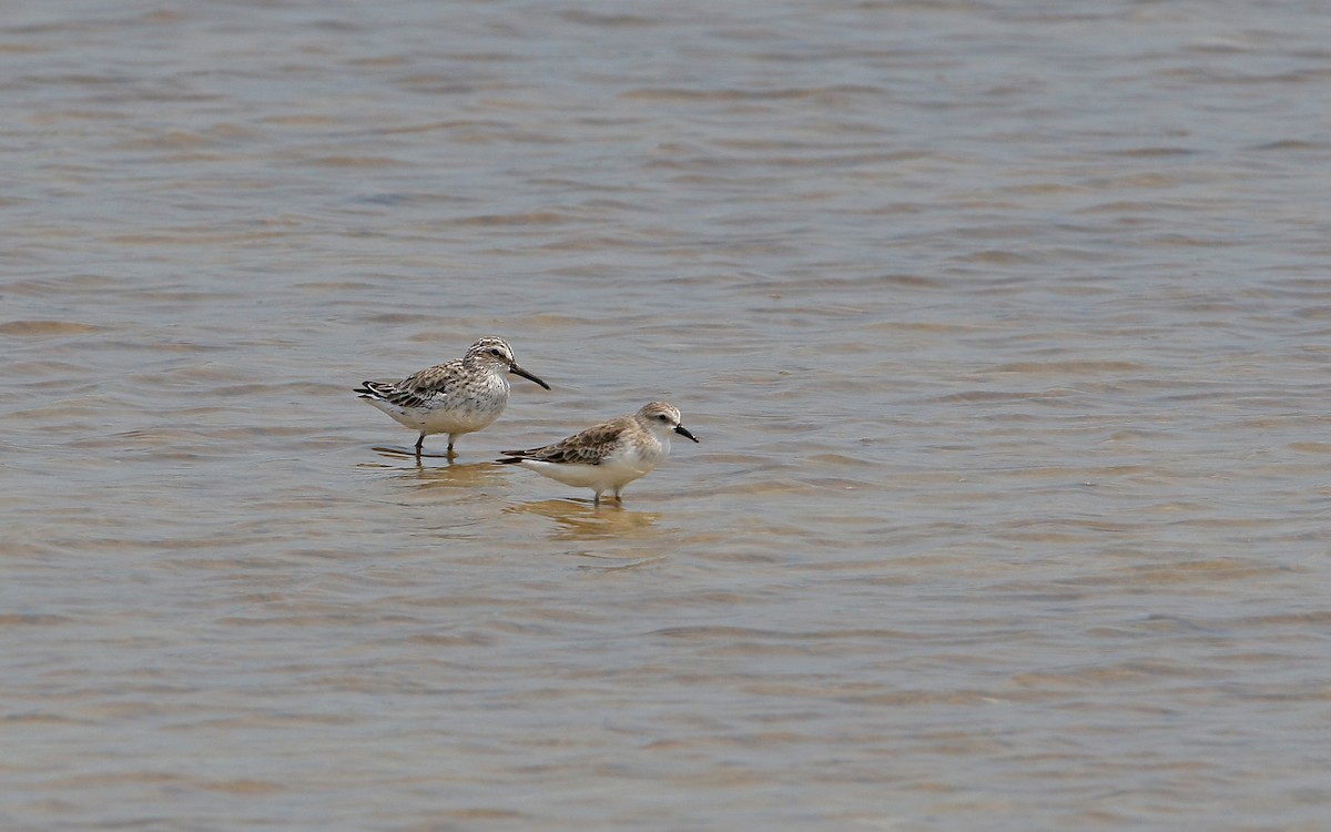 Broad-billed Sandpiper - ML147705091