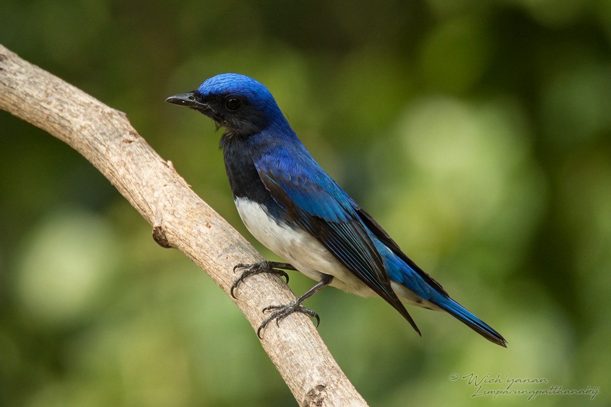 Blue-and-white Flycatcher - Wich’yanan Limparungpatthanakij