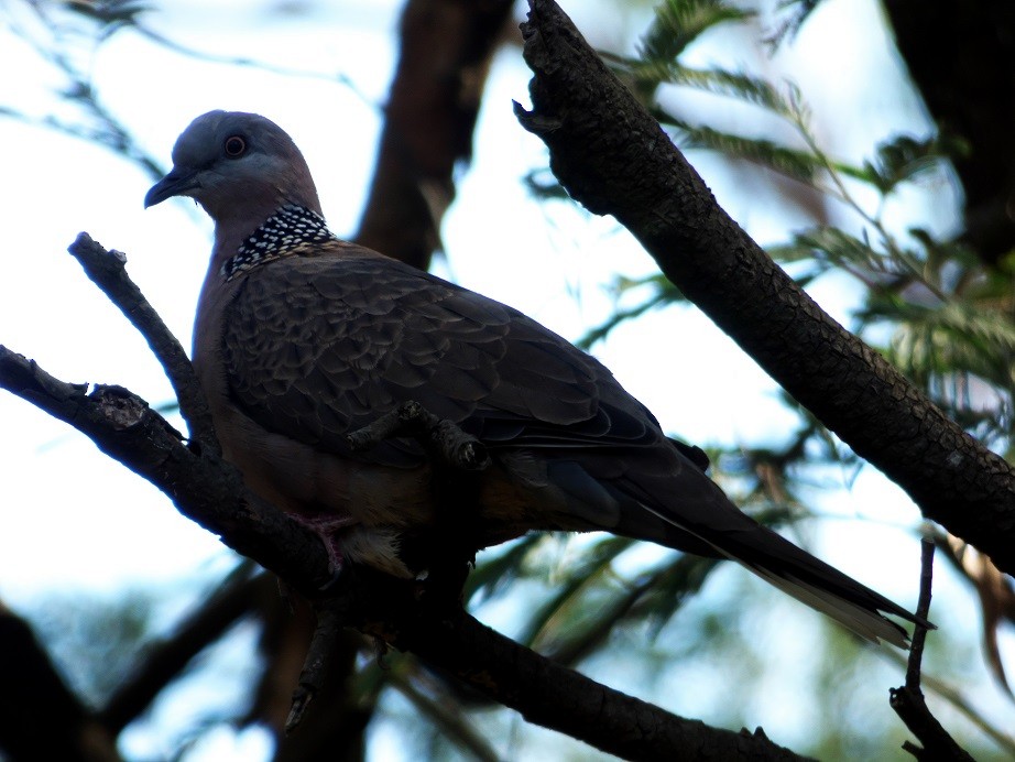 Spotted Dove - ML147705831