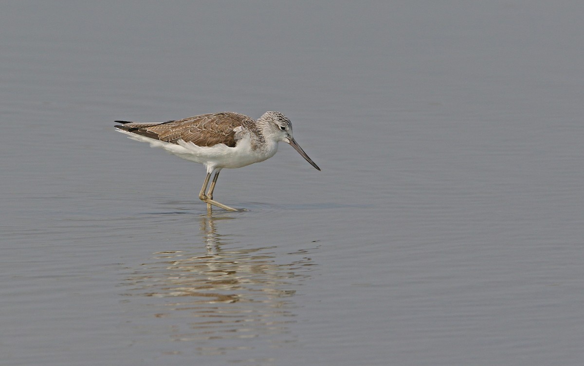 Common Greenshank - ML147707001