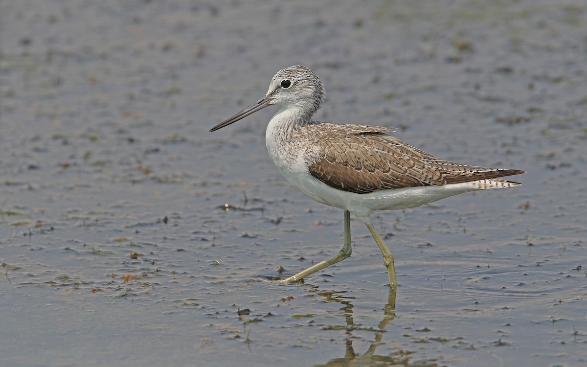 Common Greenshank - Christoph Moning