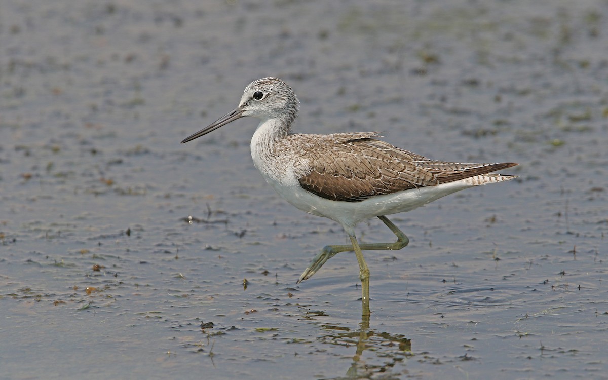 Common Greenshank - ML147707121