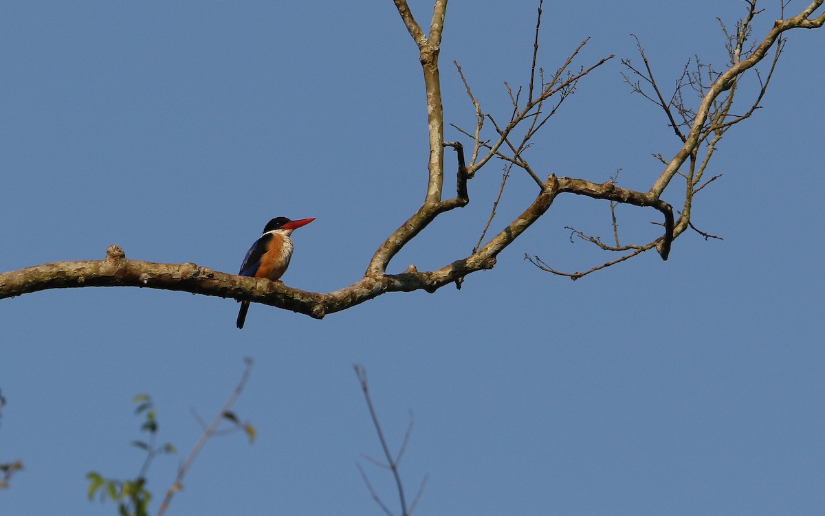 Black-capped Kingfisher - ML147707911