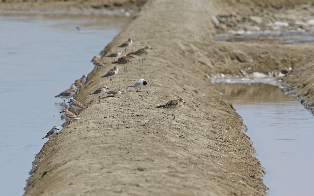 Pacific Golden-Plover - Christoph Moning