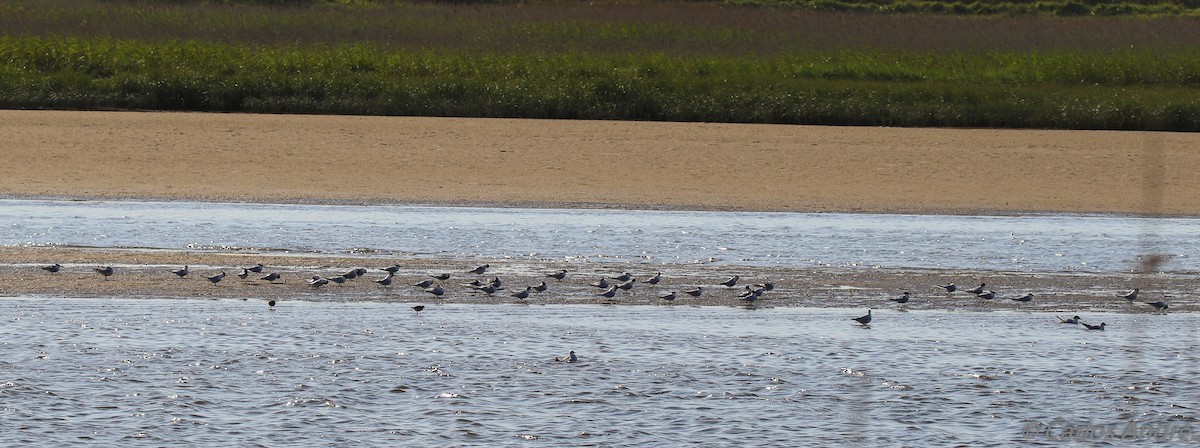 Sandwich Tern - ML147708541