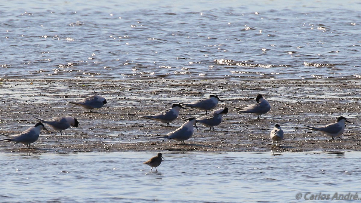 Sandwich Tern - ML147708551