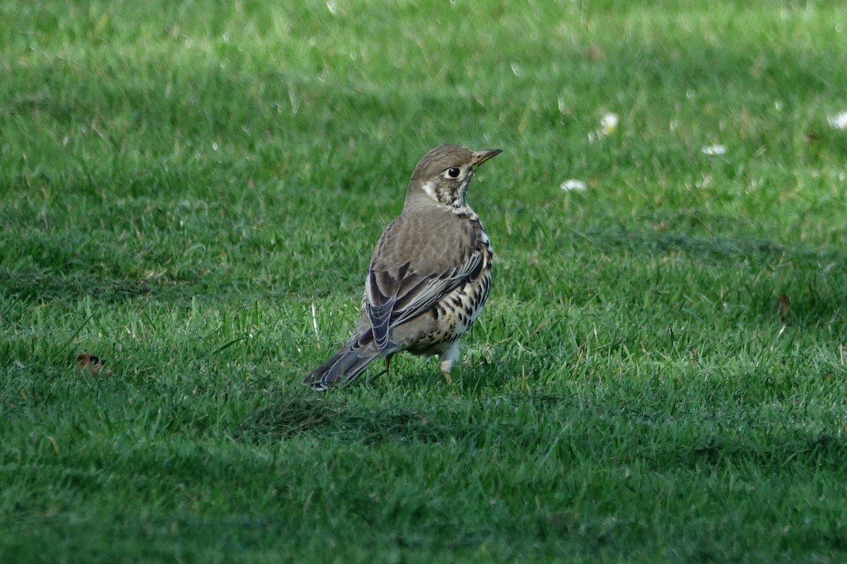 Mistle Thrush - ML147708751