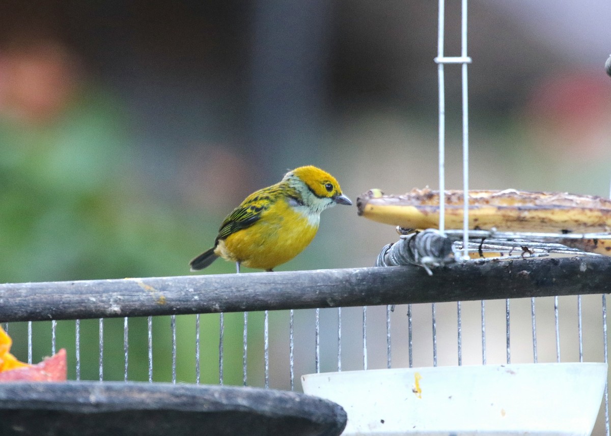 Silver-throated Tanager - ML147708761