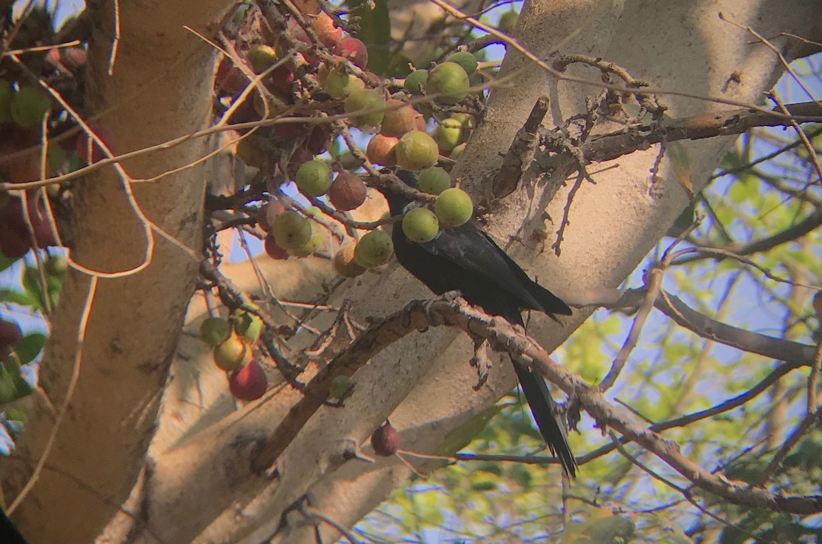 Asian Koel - Isheta Divya