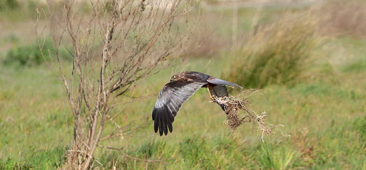 Western Marsh Harrier - ML147708811