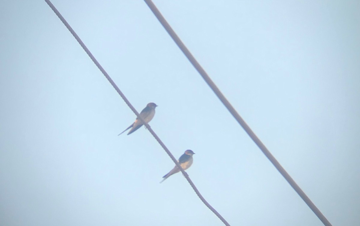 Red-rumped Swallow - ML147708961