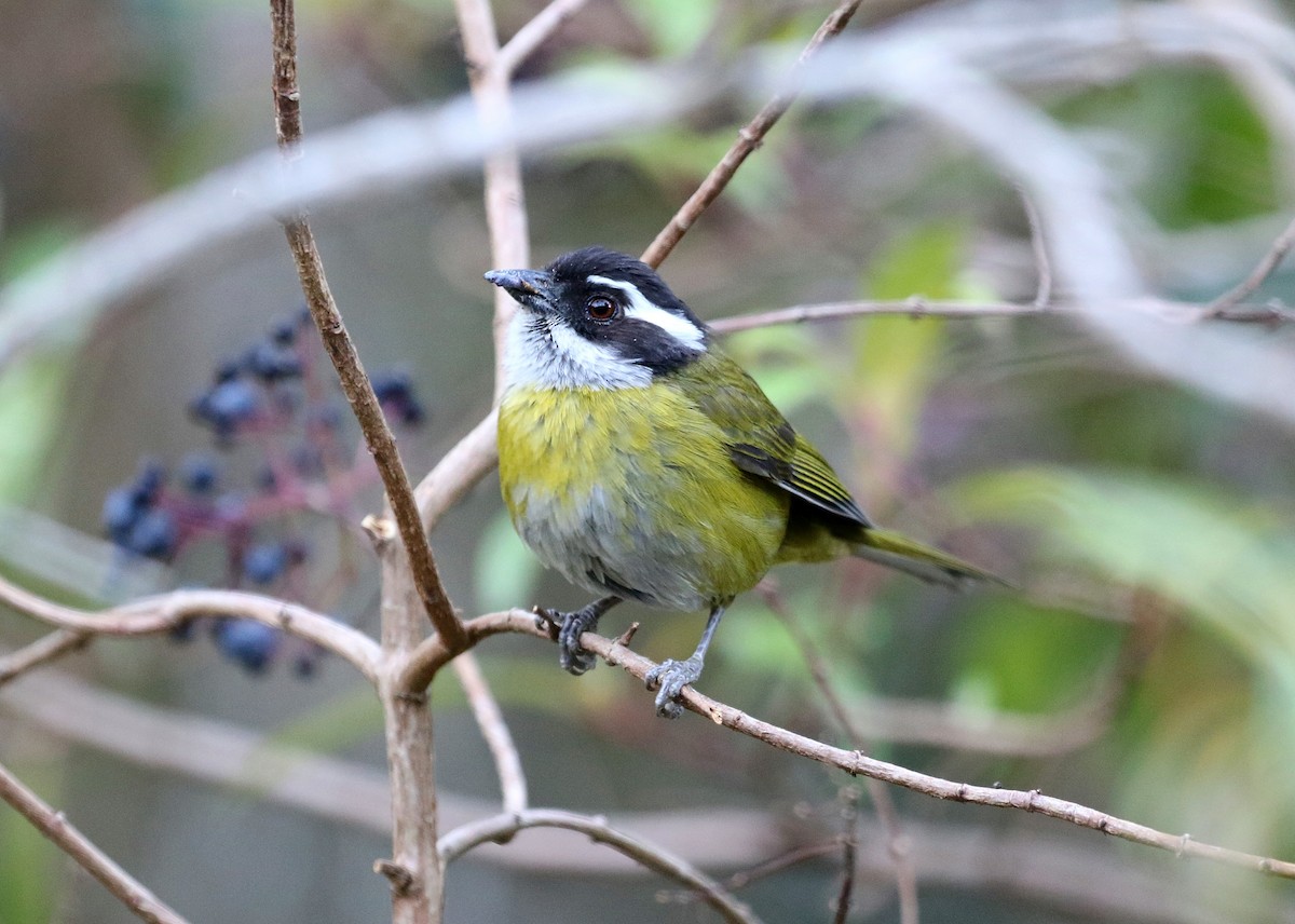 Sooty-capped Chlorospingus - ML147709181